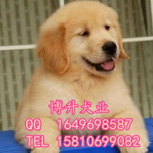 萌寵之選，貼心之托 上海市黃浦區囡囡寵物用品商店